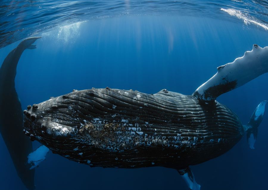 Humpback whale off Lahaina