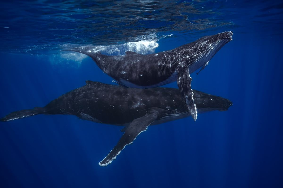 Two humpback whales below the surface off West Maui