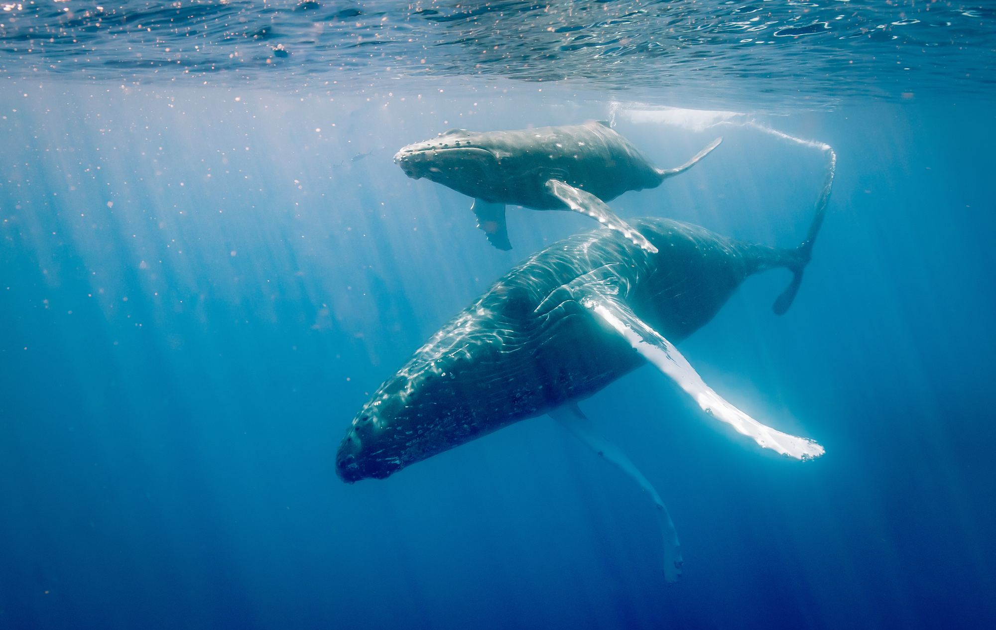 Humpback whale mother and calf in the clear water off West Maui