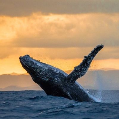 Humpback whale breaching at sunset off West Maui